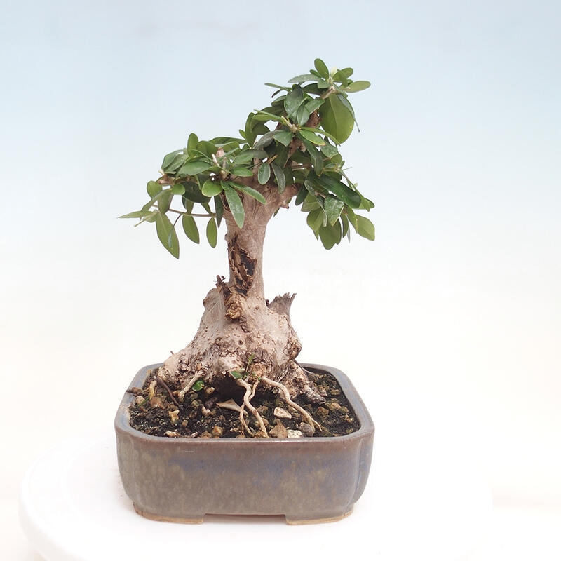 Indoor-Bonsai - Olea europaea sylvestris - Europäisches kleinblättriges Olivenöl