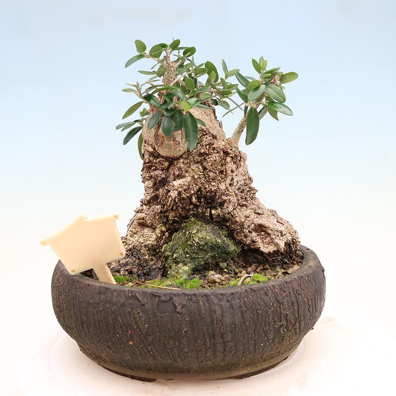 Zimmerbonsai – Olea europaea sylvestris – Kleinblättrige europäische Olive