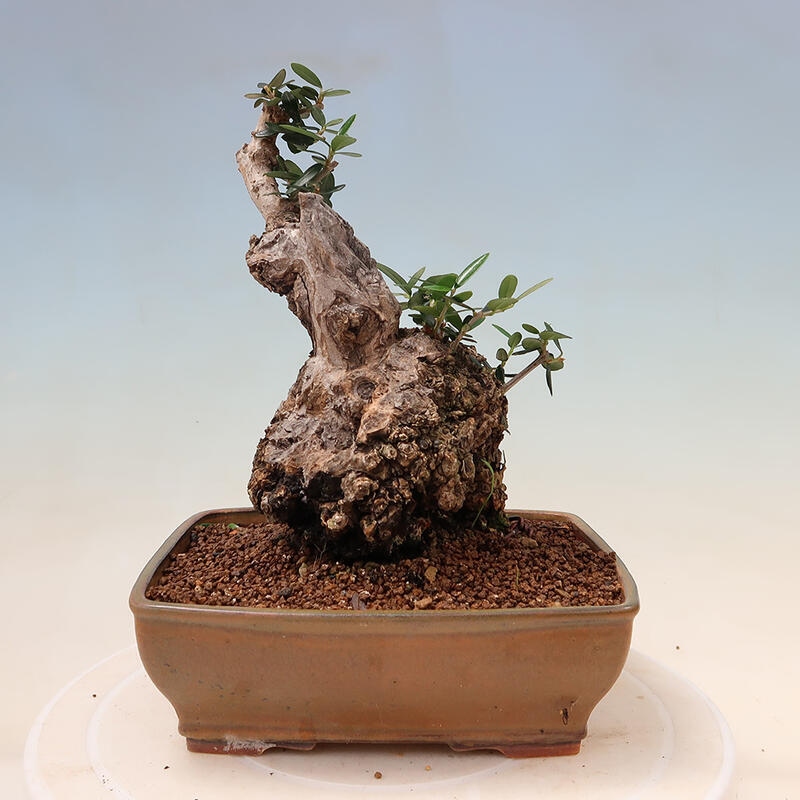 Indoor-Bonsai - Olea europaea sylvestris - Europäisches kleinblättriges Olivenöl
