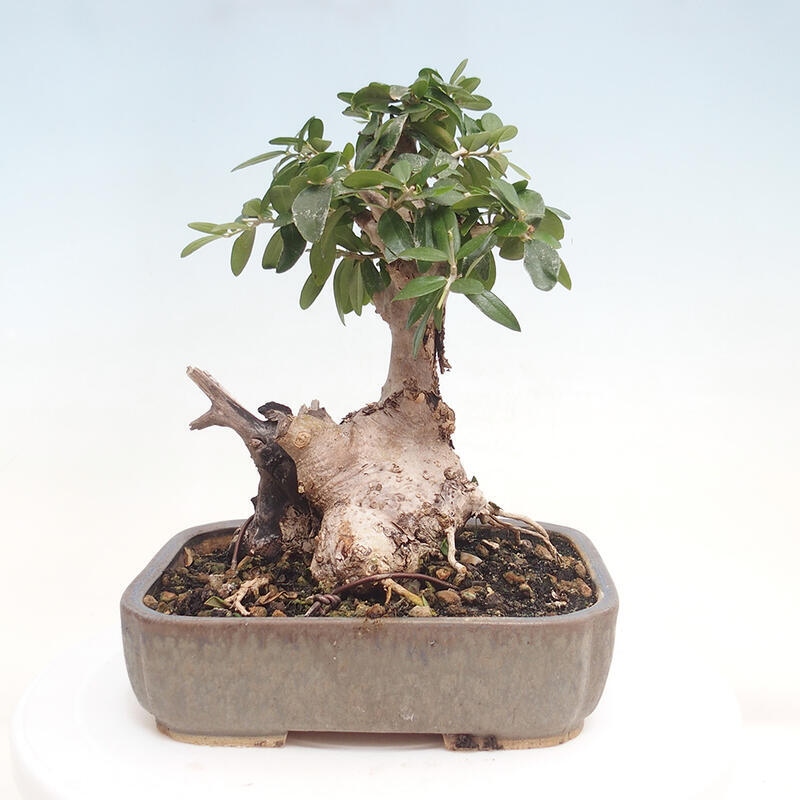 Indoor-Bonsai - Olea europaea sylvestris - Europäisches kleinblättriges Olivenöl