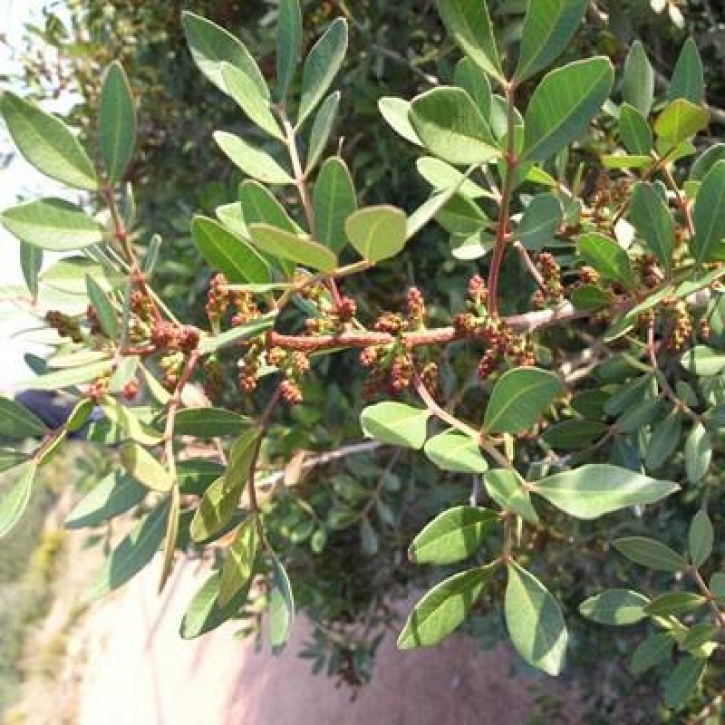 Zimmerbonsai – Pistacia lentiscus – Pistazie