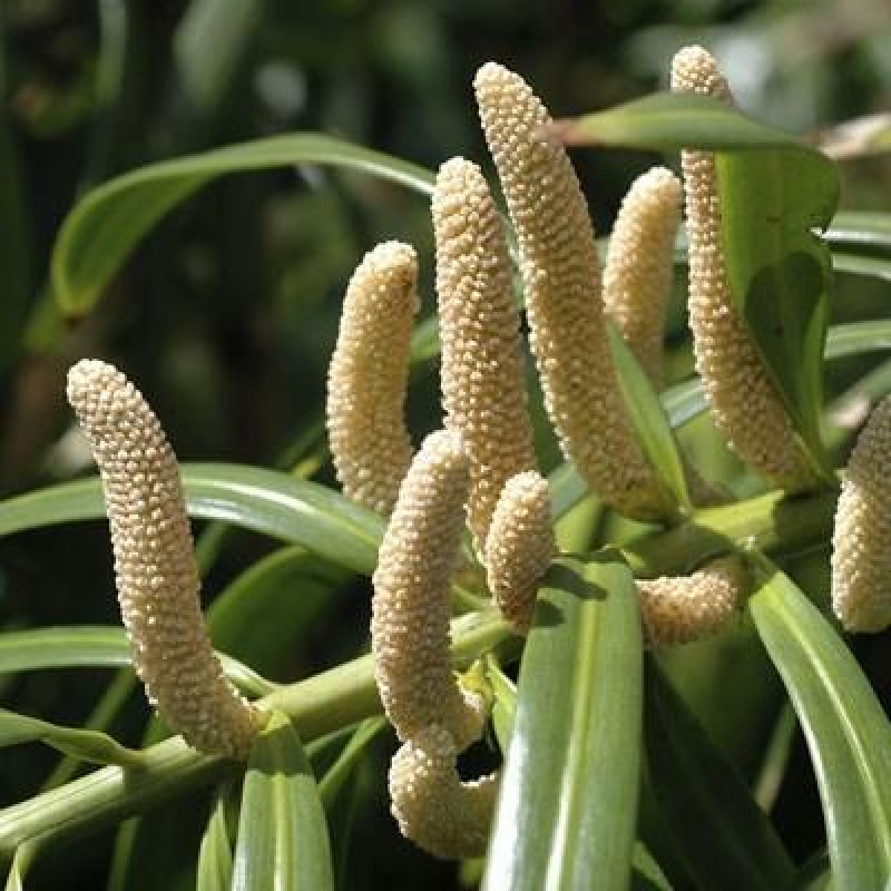 Zimmerbonsai - Podocarpus - Stein-Eibe