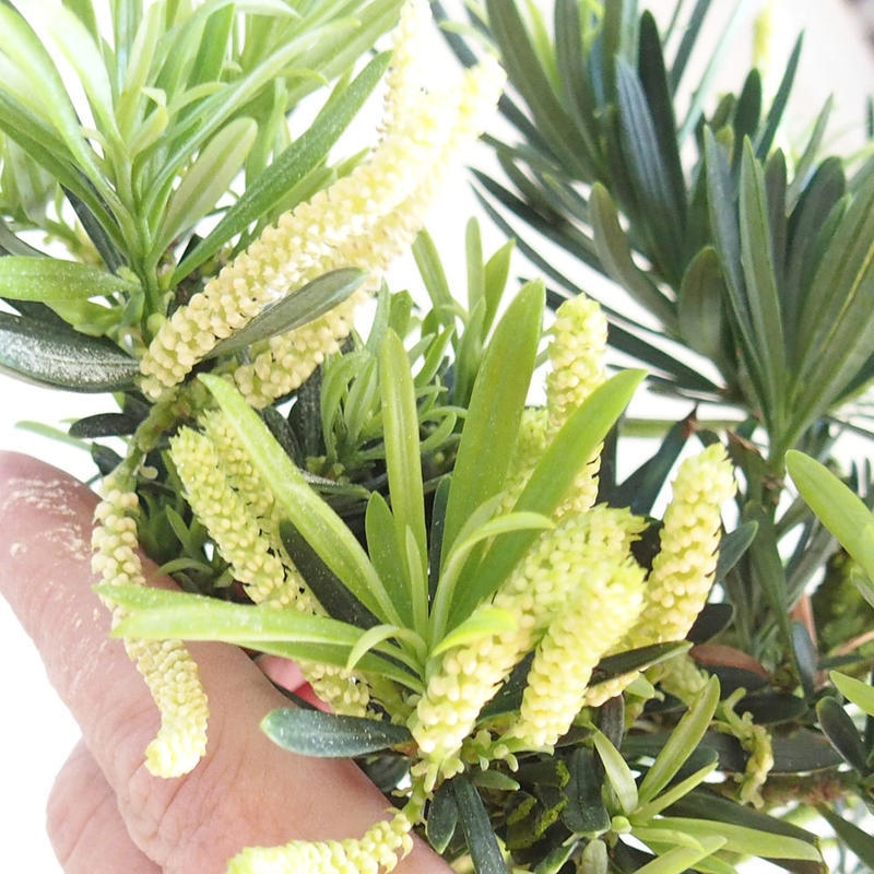 Zimmerbonsai - Podocarpus - Stein-Eibe