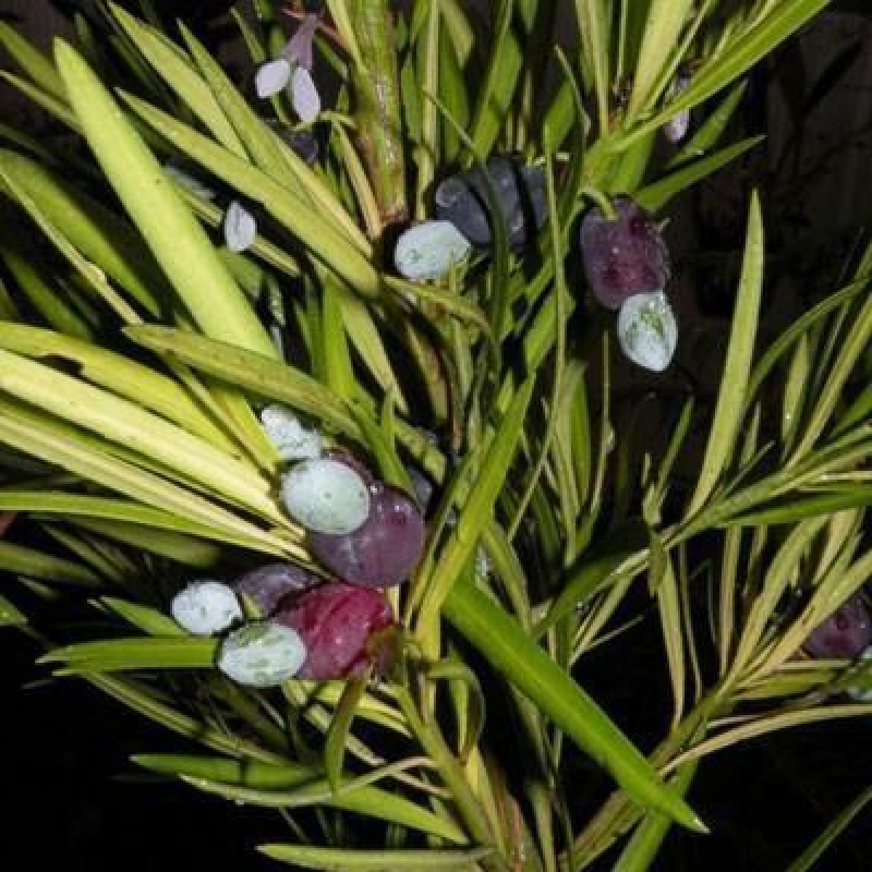 Zimmerbonsai - Podocarpus - Stein-Eibe