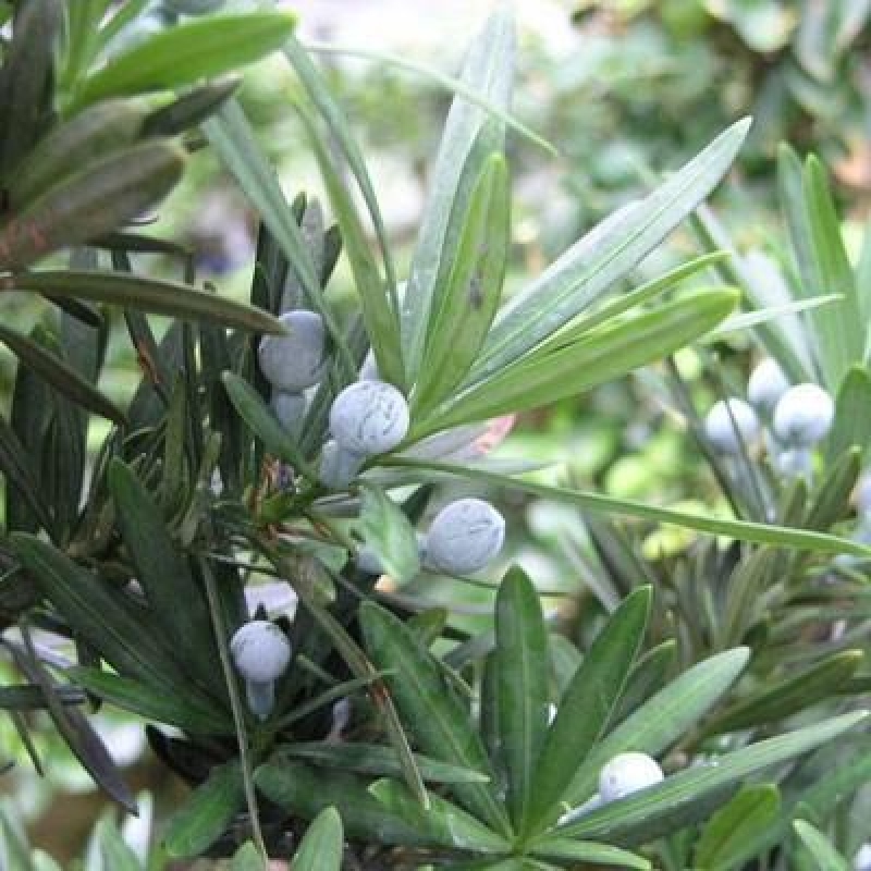 Zimmerbonsai - Podocarpus - Steineibe