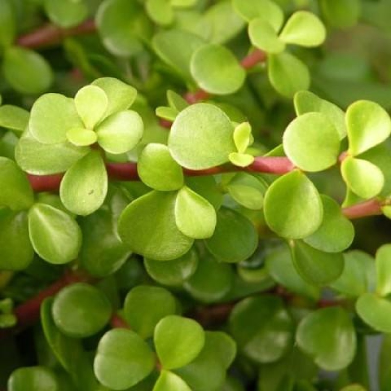 Zimmerbonsai - Portulakaria Afra - Tlustice