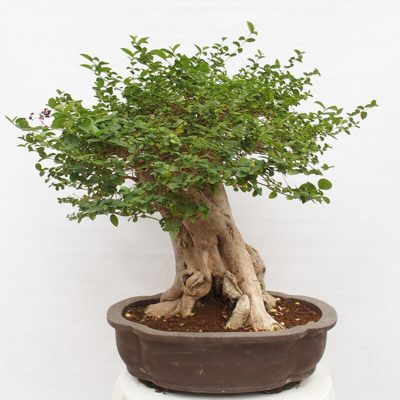 Zimmerbonsai - Premna serratifolia - Kozlovon kleinblättrig