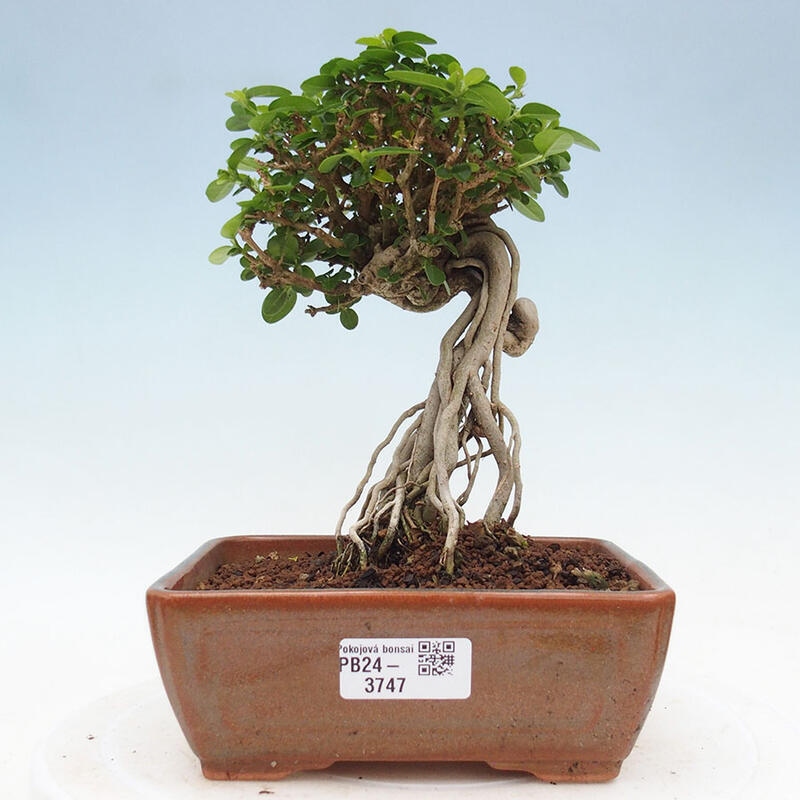 Zimmerbonsai - Premna serratifolia - Kozlovon kleinblättrig