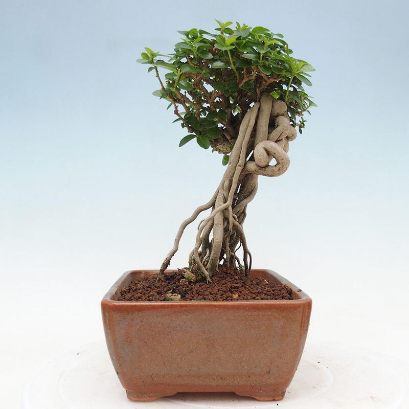 Zimmerbonsai - Premna serratifolia - Kozlovon kleinblättrig