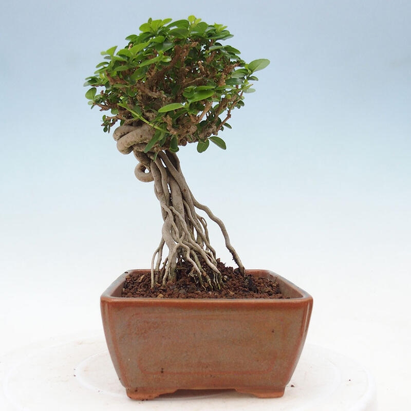 Zimmerbonsai - Premna serratifolia - Kozlovon kleinblättrig