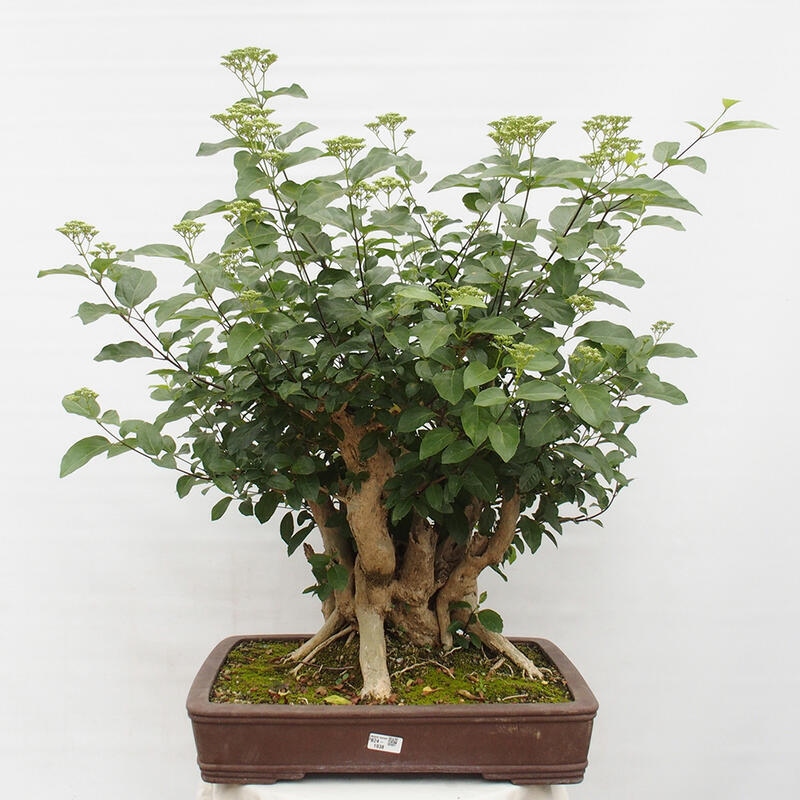 Zimmerbonsai - Premna serratifolia - Kozlovon kleinblättrig