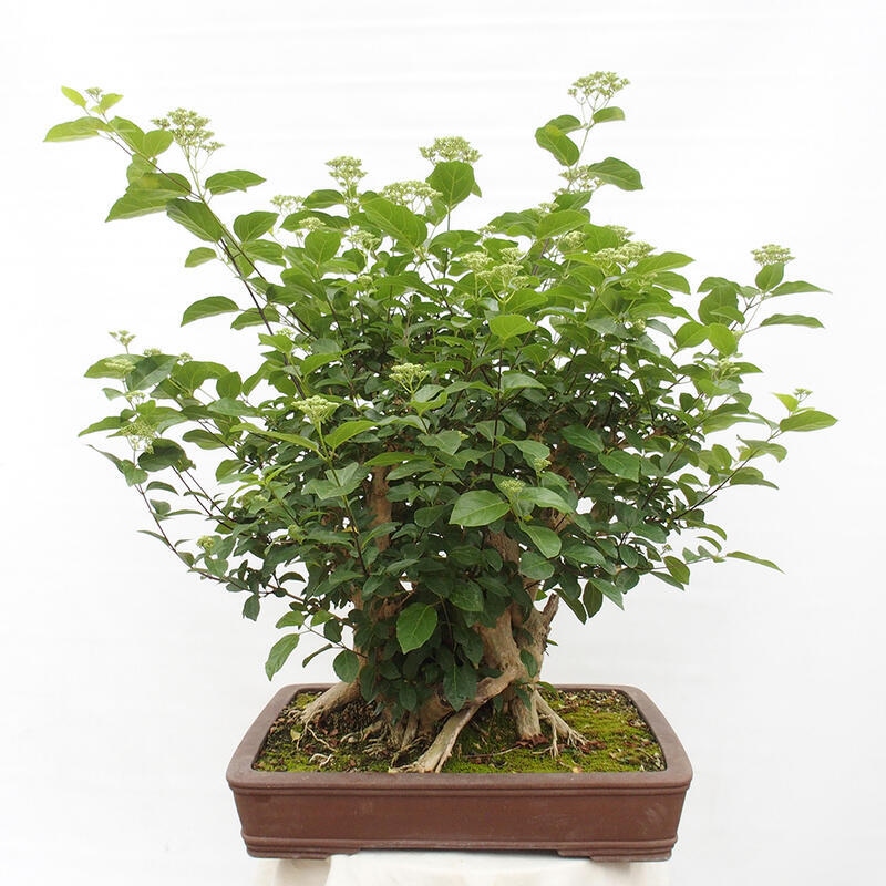 Zimmerbonsai - Premna serratifolia - Kozlovon kleinblättrig