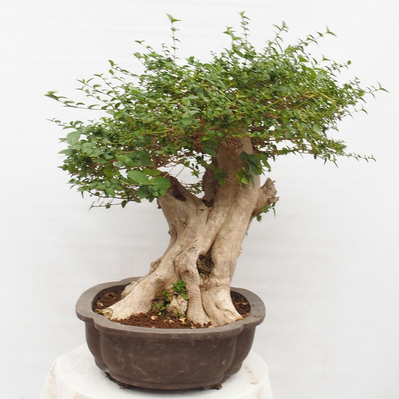 Zimmerbonsai - Premna serratifolia - Kozlovon kleinblättrig