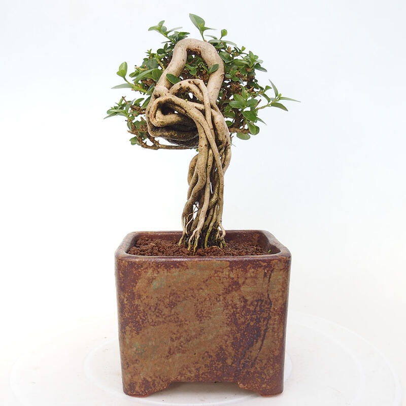 Zimmerbonsai - Premna serratifolia - Kozlovon kleinblättrig