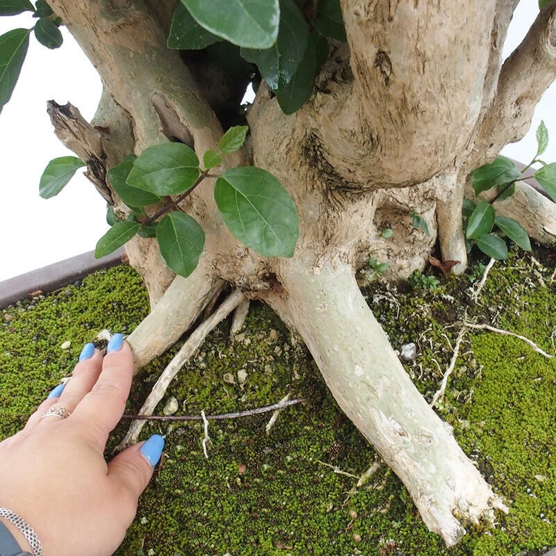 Zimmerbonsai - Premna serratifolia - Kozlovon kleinblättrig