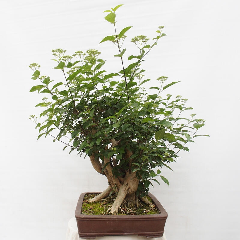 Zimmerbonsai - Premna serratifolia - Kozlovon kleinblättrig