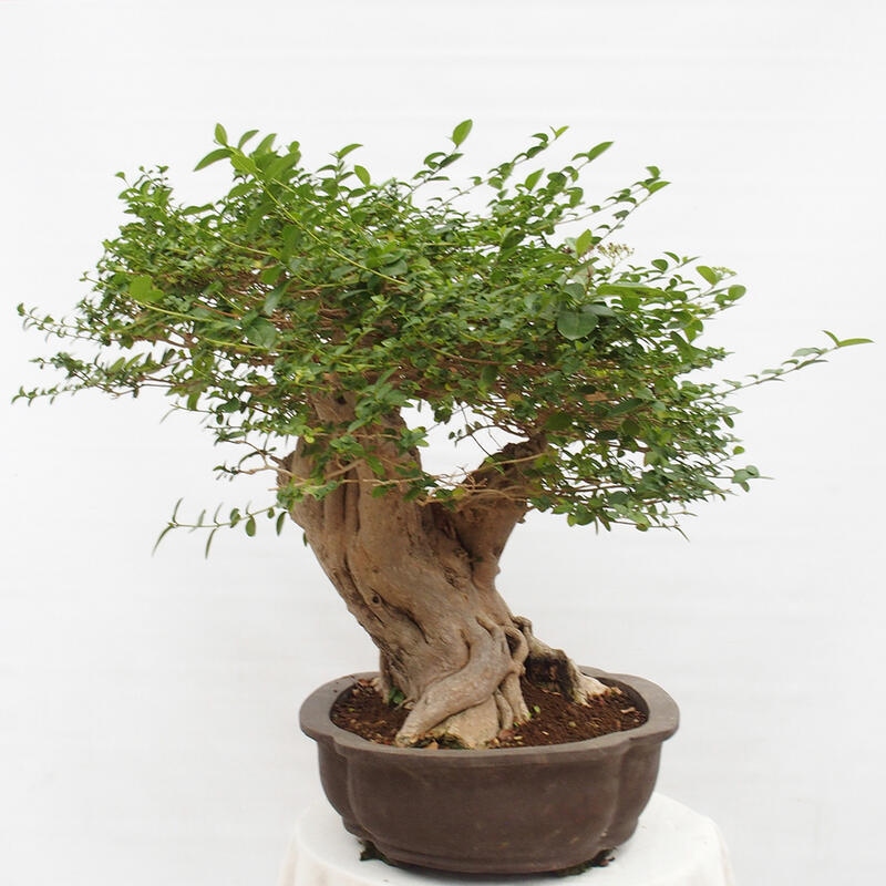 Zimmerbonsai - Premna serratifolia - Kozlovon kleinblättrig