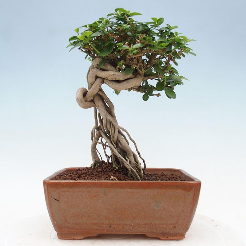 Zimmerbonsai - Premna serratifolia - Kozlovon kleinblättrig