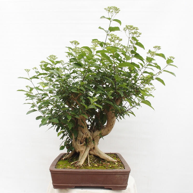 Zimmerbonsai - Premna serratifolia - Kozlovon kleinblättrig