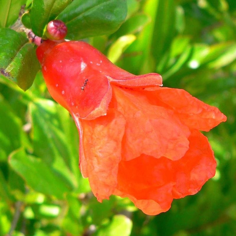 Zimmer Bonsai-PUNICA Granatum Nana-Granatapfel