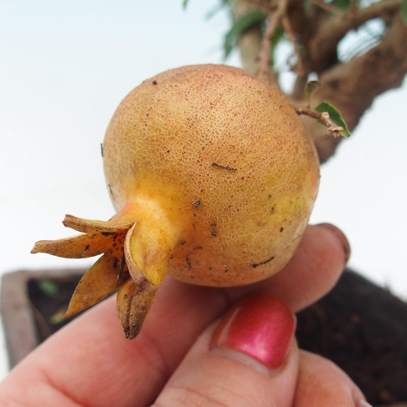 Zimmer Bonsai-PUNICA Granatum -Granatapfel