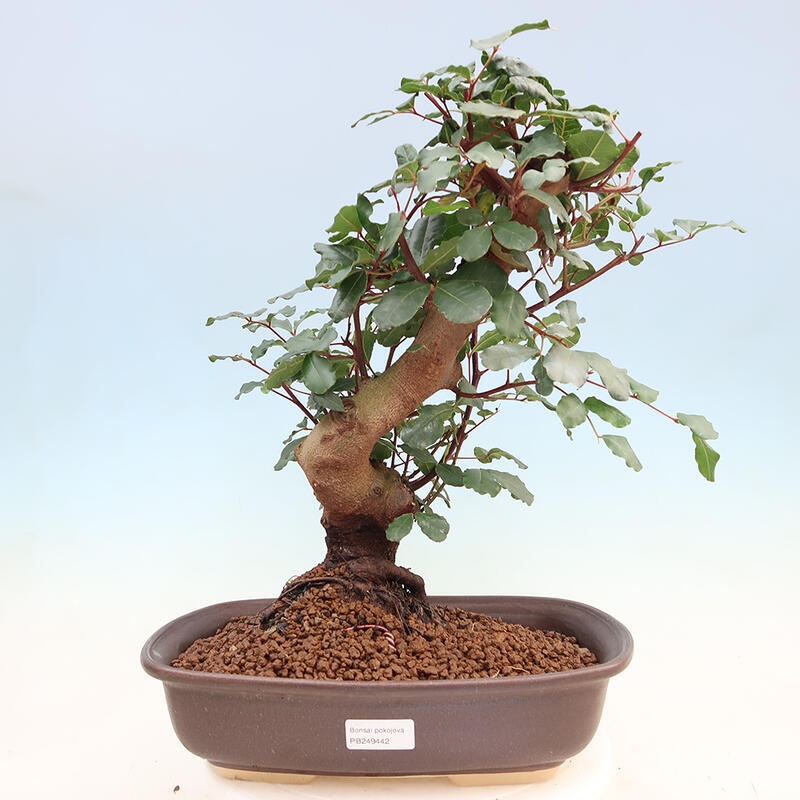 Zimmerbonsai - Rohovnik obecny, svatojansky Brot-Ceratonia sp.