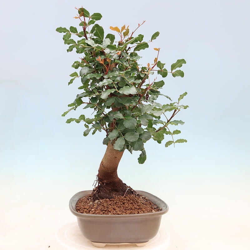 Zimmerbonsai - Rohovnik obecny, svatojansky Brot-Ceratonia sp.
