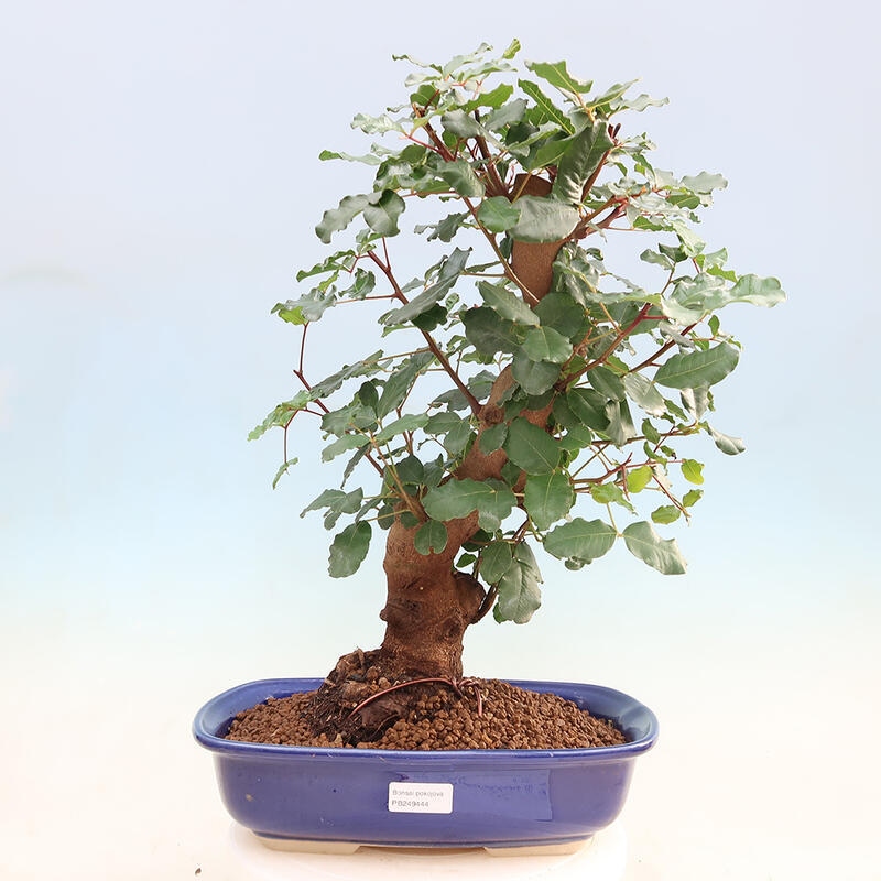 Zimmerbonsai - Rohovnik obecny, svatojansky Brot-Ceratonia sp.