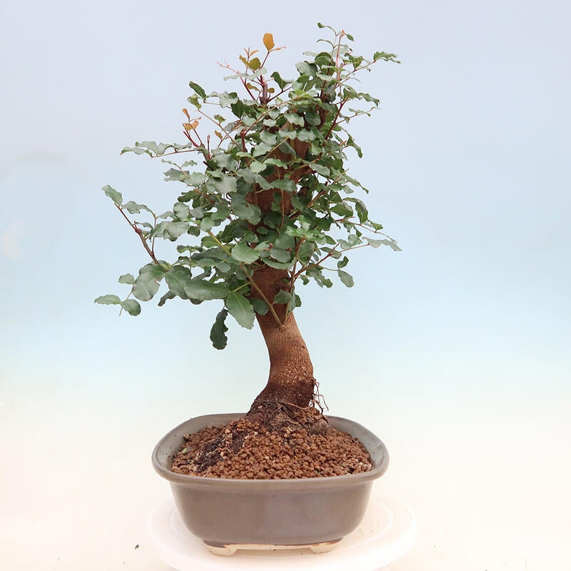 Zimmerbonsai - Rohovnik obecny, svatojansky Brot-Ceratonia sp.