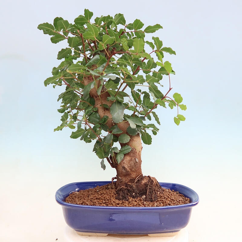 Zimmerbonsai - Rohovnik obecny, svatojansky Brot-Ceratonia sp.