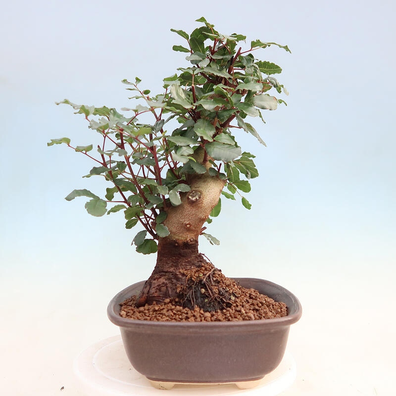 Zimmerbonsai - Rohovnik obecny, svatojansky Brot-Ceratonia sp.