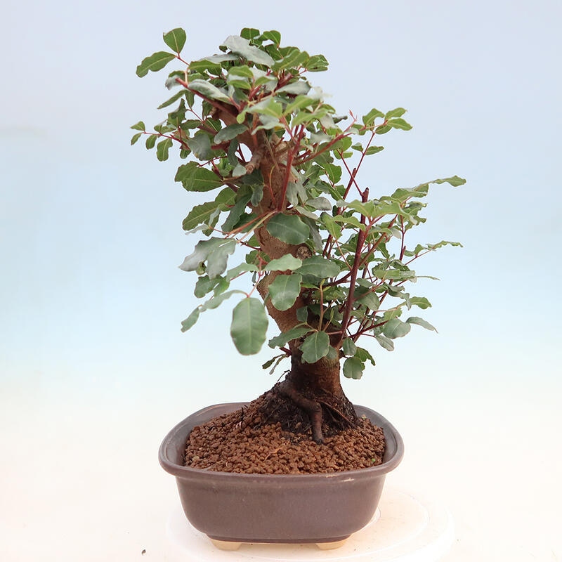 Zimmerbonsai - Rohovnik obecny, svatojansky Brot-Ceratonia sp.