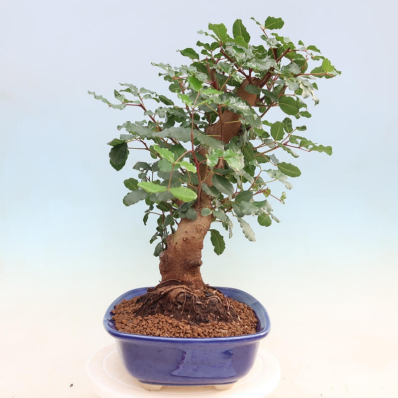 Zimmerbonsai - Rohovnik obecny, svatojansky Brot-Ceratonia sp.
