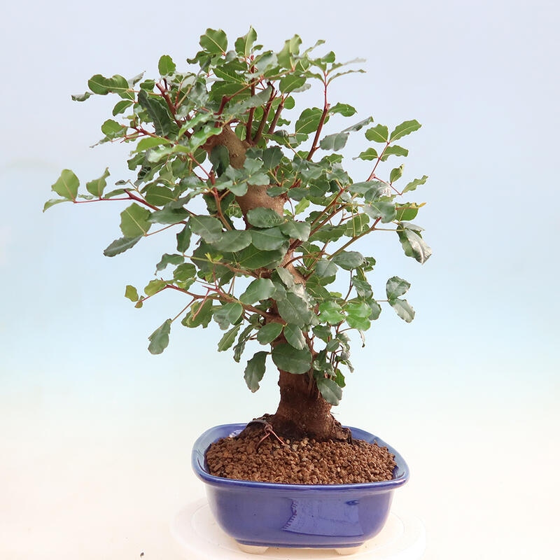 Zimmerbonsai - Rohovnik obecny, svatojansky Brot-Ceratonia sp.