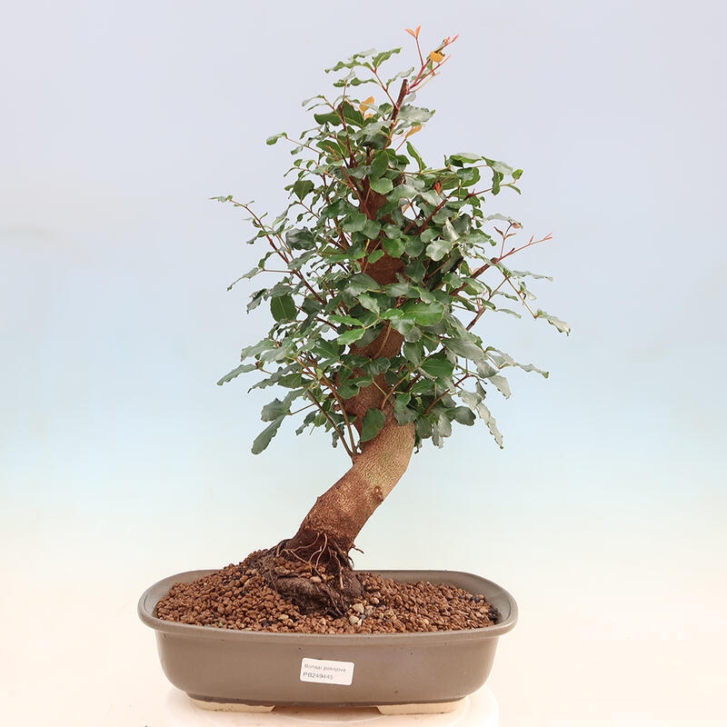 Zimmerbonsai - Rohovnik obecny, svatojansky Brot-Ceratonia sp.