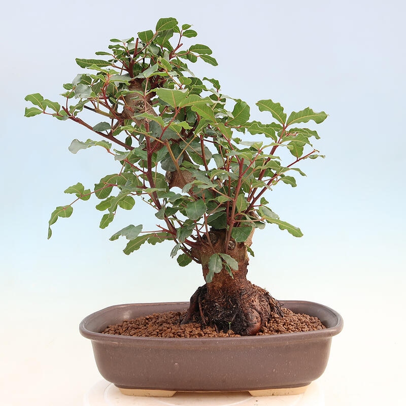 Zimmerbonsai - Rohovnik obecny, svatojansky Brot-Ceratonia sp.