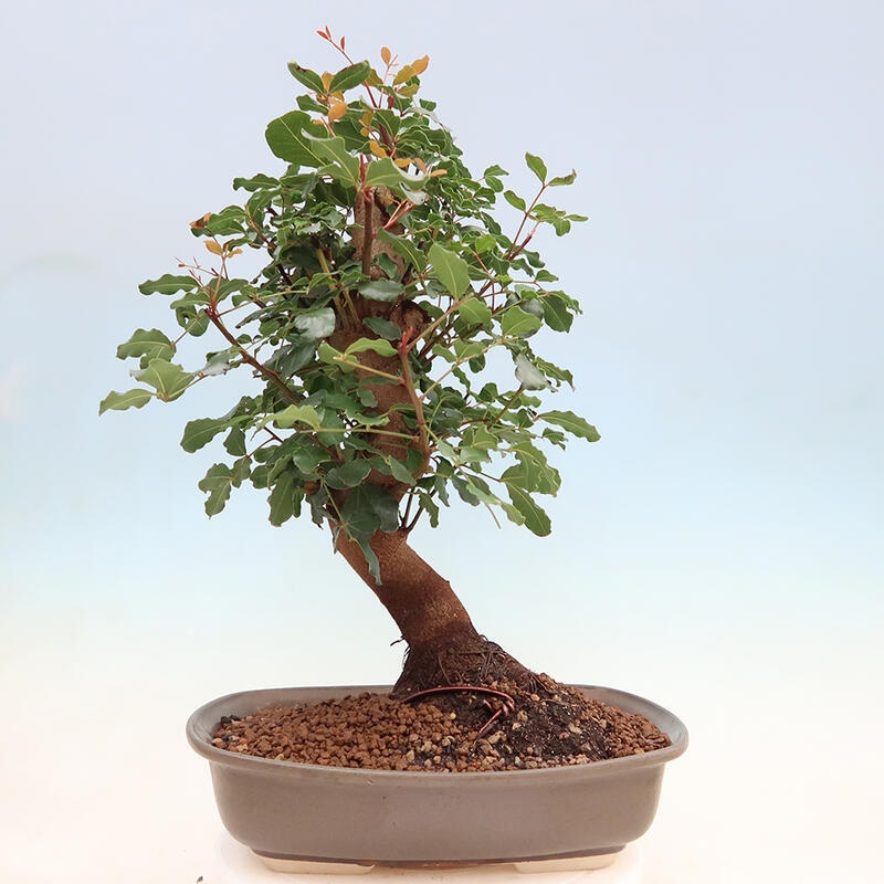 Zimmerbonsai - Rohovnik obecny, svatojansky Brot-Ceratonia sp.