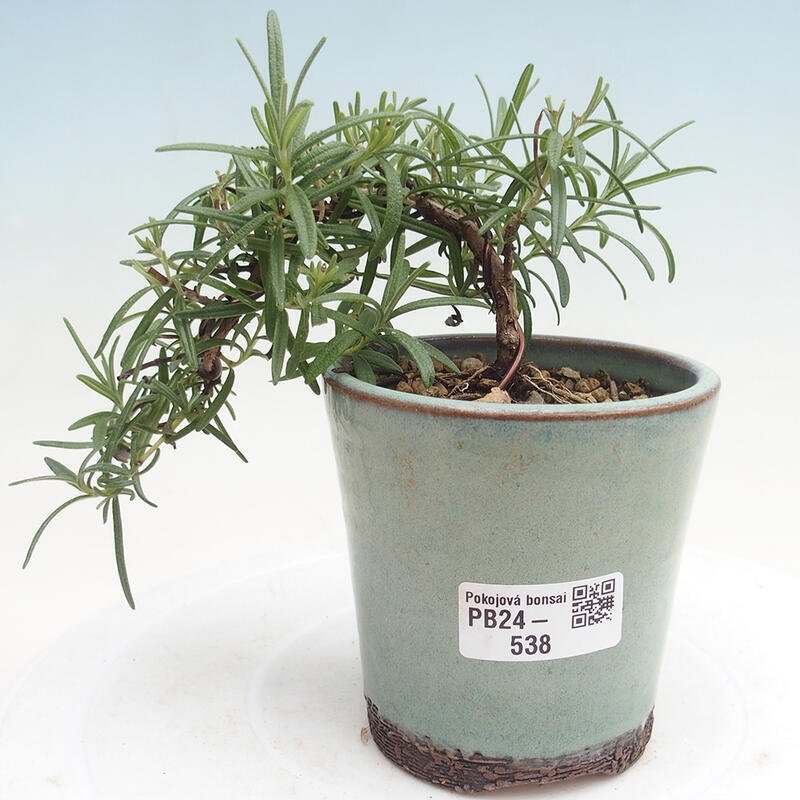 Zimmerbonsai - Rosmarin-Rosmarinus officinalis