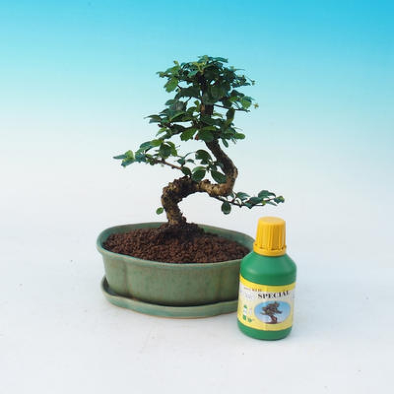 Zimmer Bonsai Set