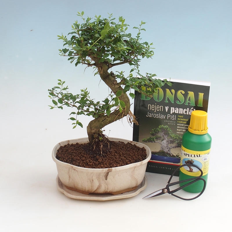 Zimmer-Bonsai-Set