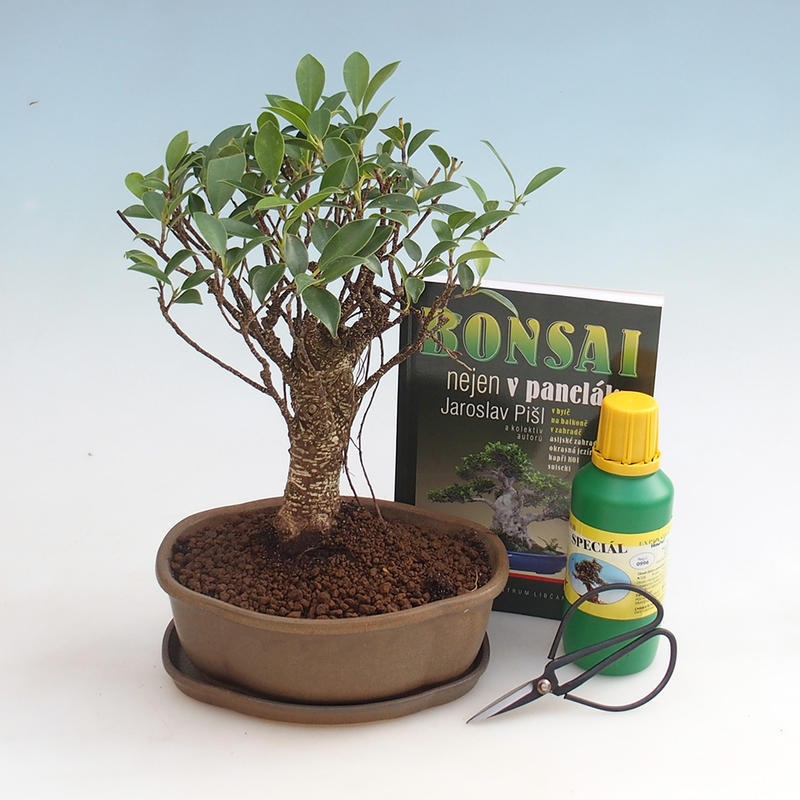 Zimmer-Bonsai-Set