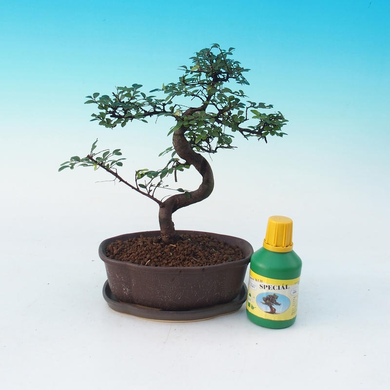 Zimmer-Bonsai-Set Ulmus parvifolia - Chinesische Ulme