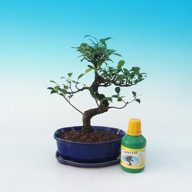 Zimmer-Bonsai-Set Ficus retusa - kleinblättriger Ficus