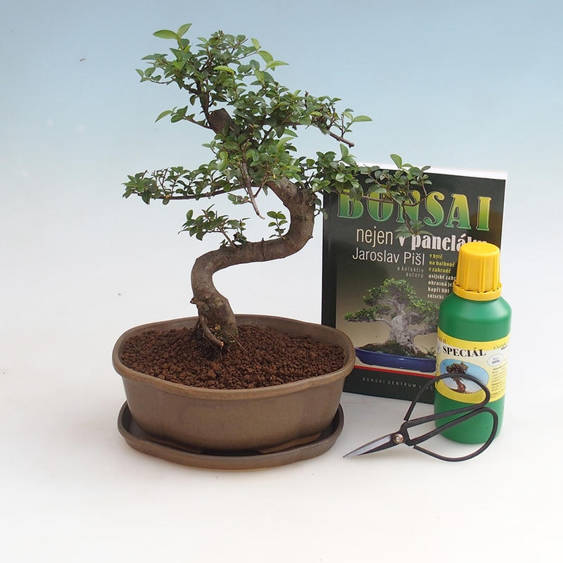 Zimmer-Bonsai-Set