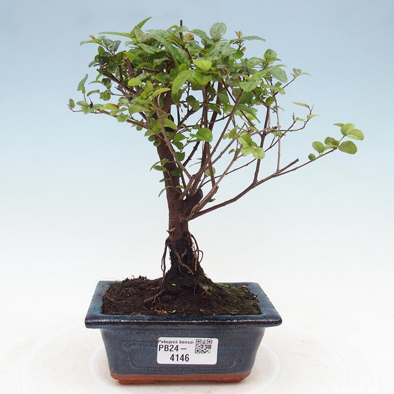 Innenbonsai - Sagerécie Thea - Sagerécie Thea