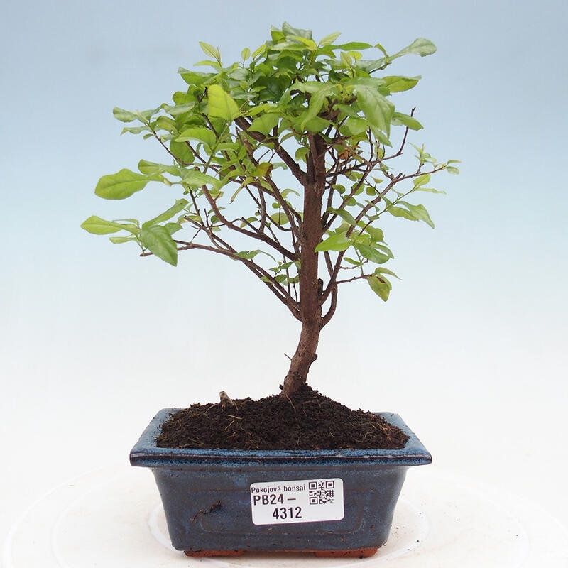 Innenbonsai - Sagerécie Thea - Sagerécie Thea