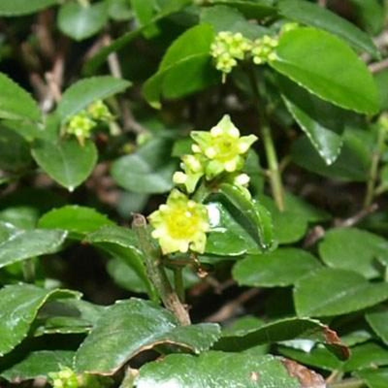 Kokedama mit Untersetzer – Sagerécie thea – Sagerécie thea
