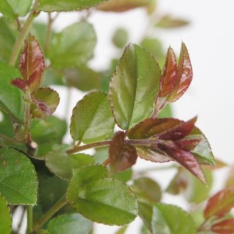 Kokedama mit Untersetzer – Sagerécie thea – Sagerécie thea