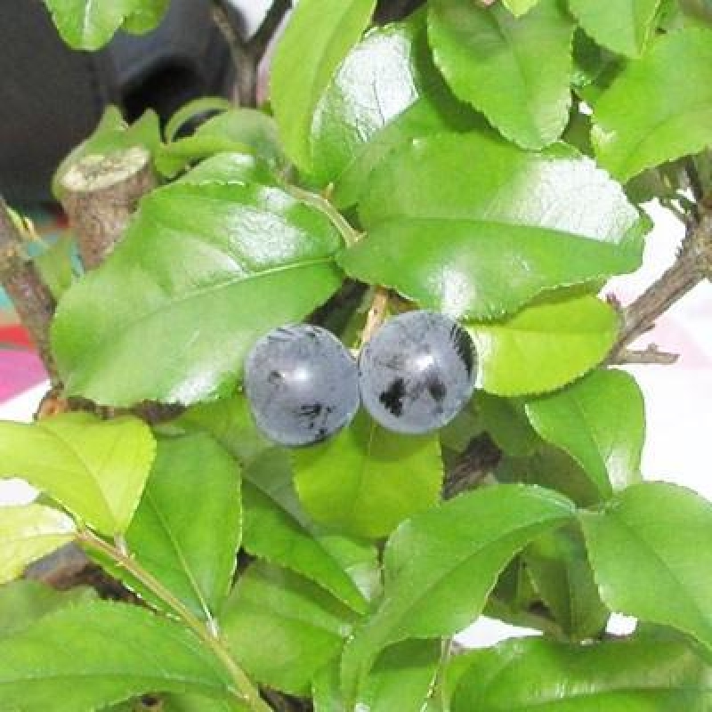 Zimmer Bonsai - Sageretia thea - Sageretia thea