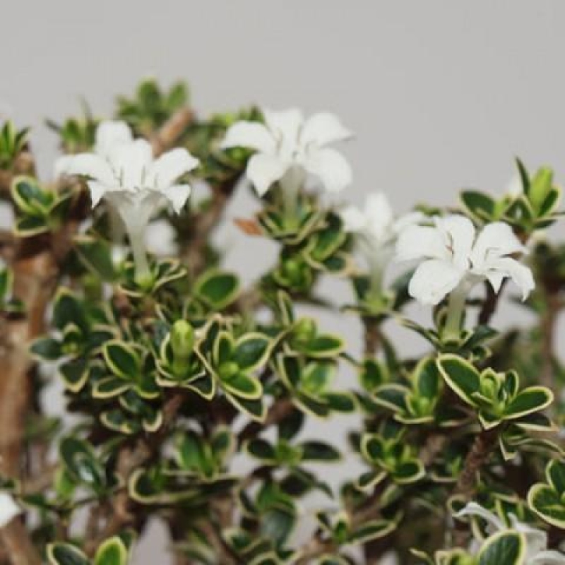 Zimmerbonsai - Serissa foetida Variegata - Baum der Tausend Sterne